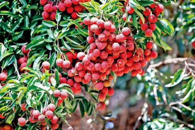 宝安荔魁 宝安荔魁